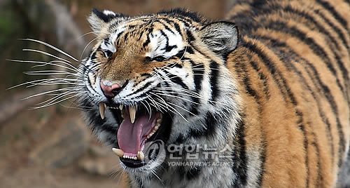 �������� ������, �츮 Ż�� ȣ���̿� ..